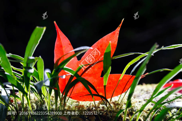 紅色楓葉和綠色蕨類植物