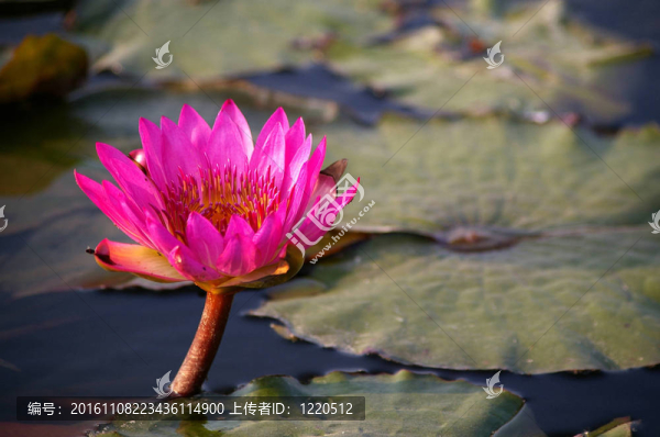 池塘里的荷花