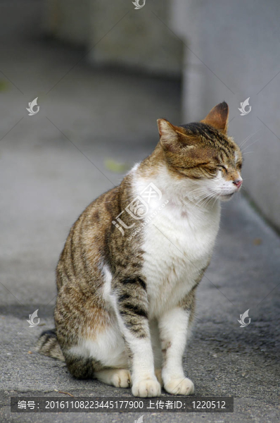 一個(gè)昏昏欲睡的貓