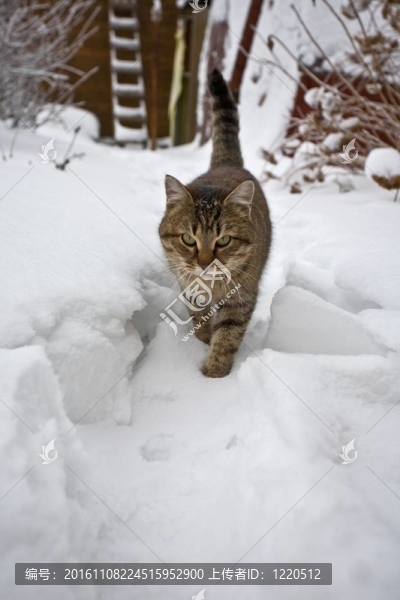 貓的雪