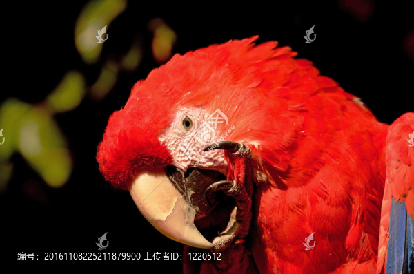 紅藍(lán)金剛鸚鵡特寫