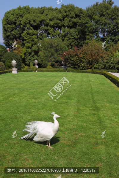 豪華公園里的白孔雀