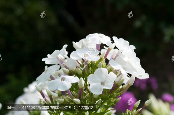 白色的小花
