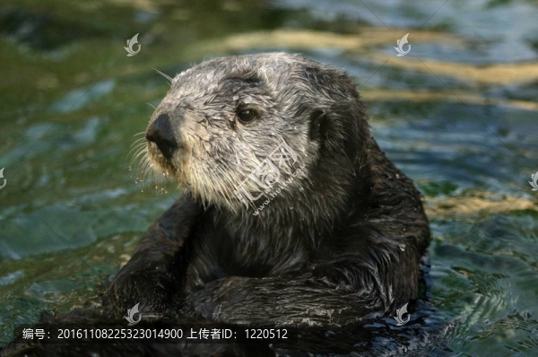 海獺的肖像