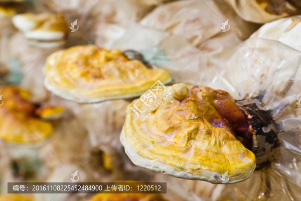 Ganoderma,lucidum農(nóng)場(chǎng)