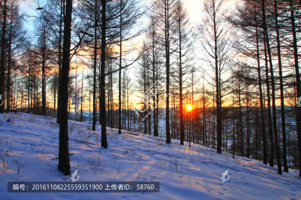 雪原松林暮色