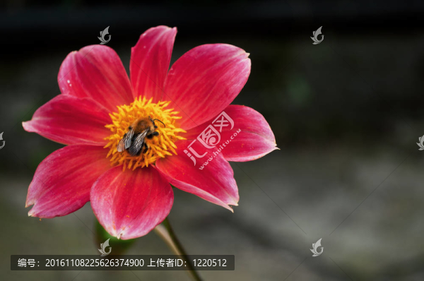 花上的蜜蜂