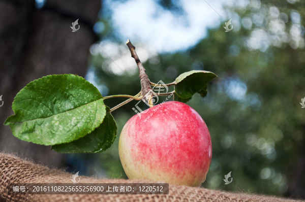 花園里的新鮮蘋果