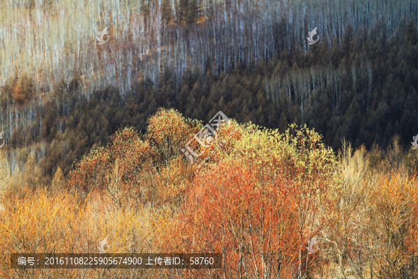 早春山林風(fēng)景