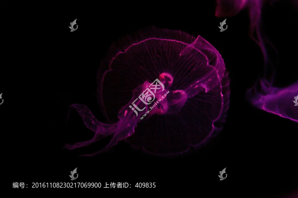 水母