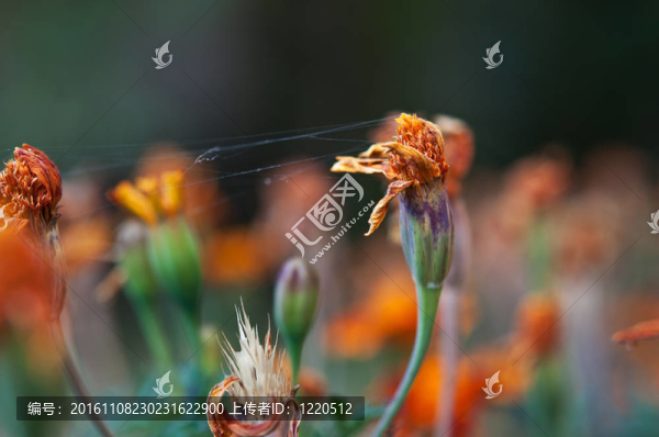 花卉萬壽菊和蜘蛛網(wǎng)