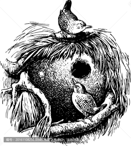 鳥(niǎo)鷦鷯（穴居）