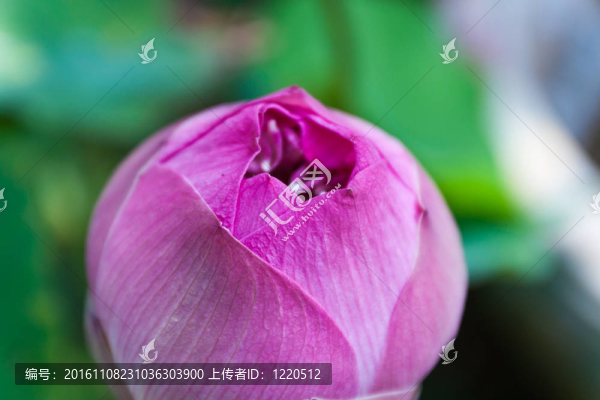 蓮花