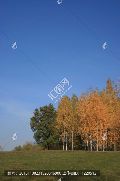 黃色森林和清澈蔚藍(lán)的天空