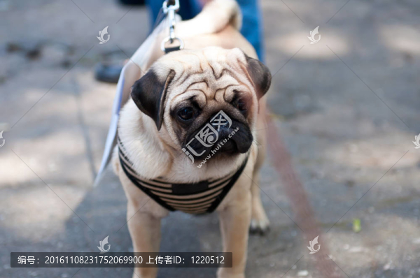 獅子狗