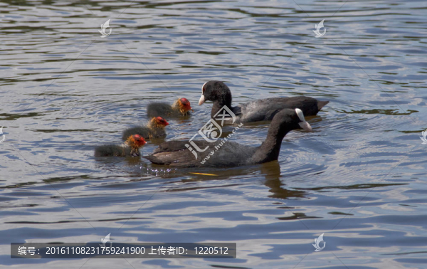 三只小鴨子和媽媽