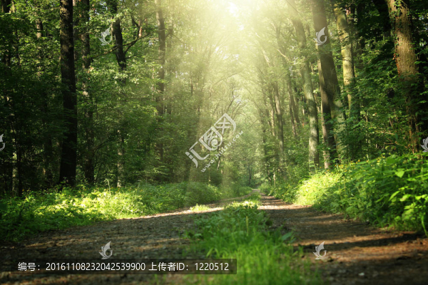 在一個(gè)夏天的森林樹木在BRI