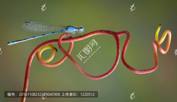 Damselfly對葡萄