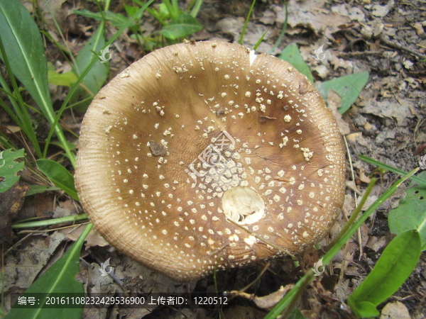鵝膏菌幼蟲