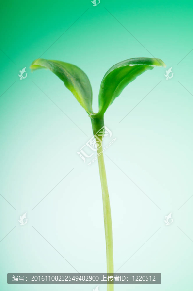 綠色苗木闡釋新生活理念