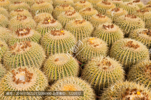 仙人掌種植園
