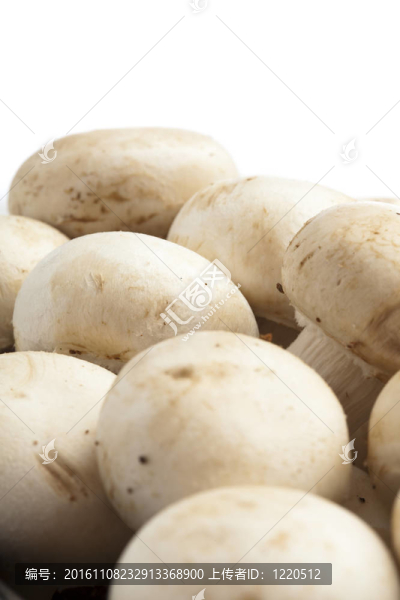 蘑菇