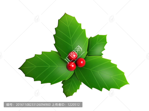 冬青葉和紅色漿果