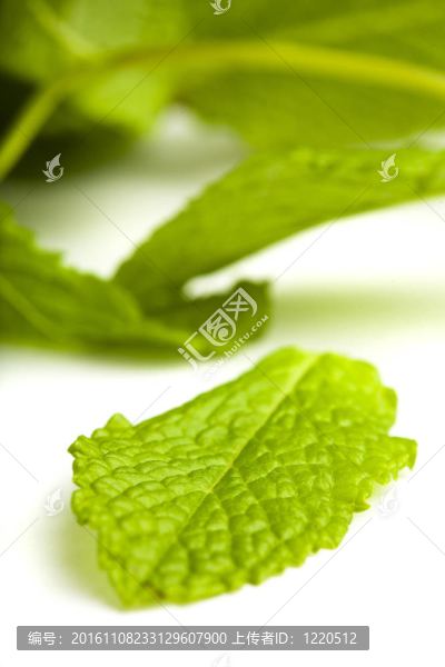 薄荷葉