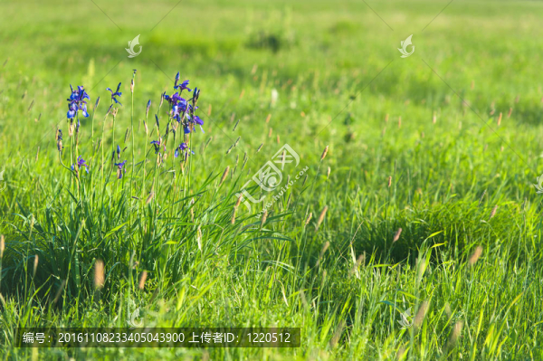 野生花卉