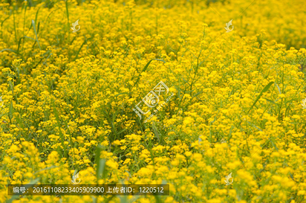 野生花卉