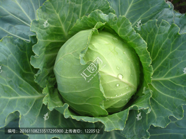 卷心菜的菜包