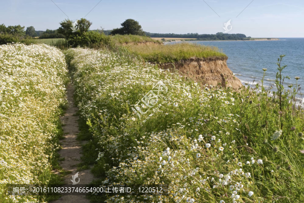 瑪格麗特在海岸