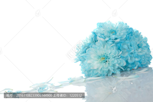 藍(lán)色的菊花