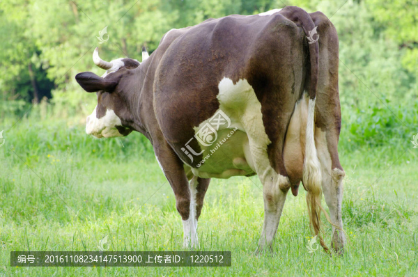 奶牛