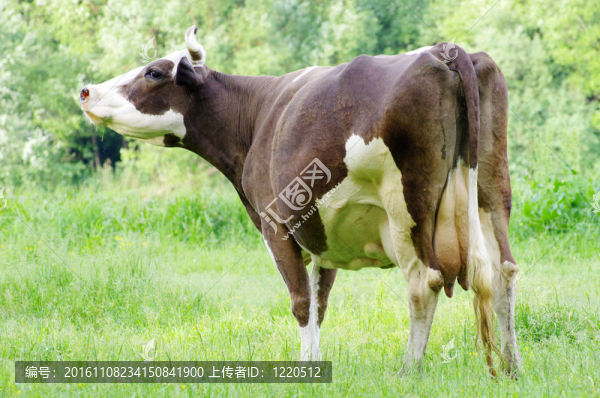 奶牛