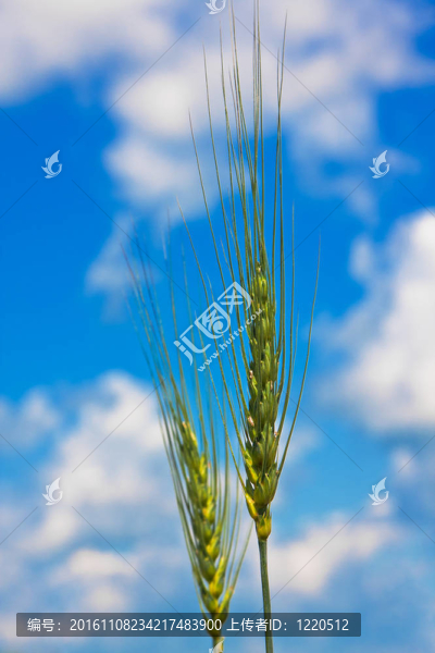 把麥穗和多云的天空