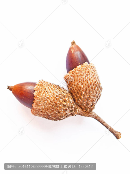 在白色的隔離雙橡果