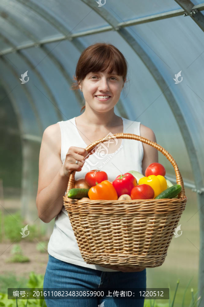 溫室蔬菜收割婦女