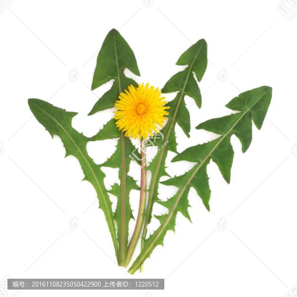 蒲公英花