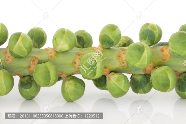 莖上的芽