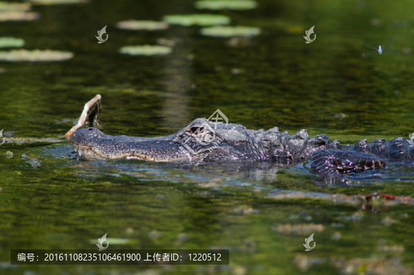 美洲短吻鱷魚