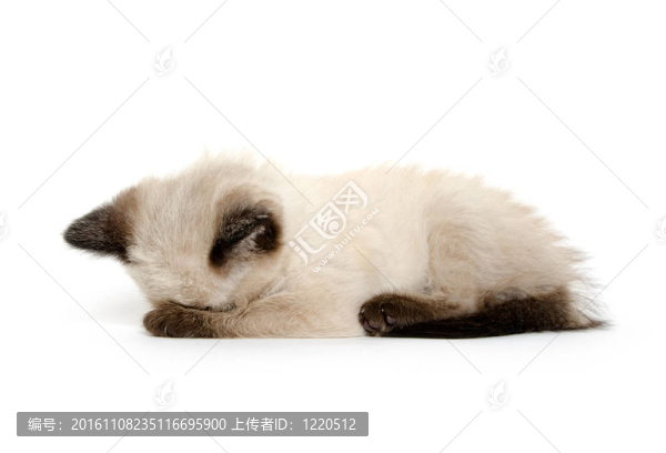 可愛的小貓睡覺