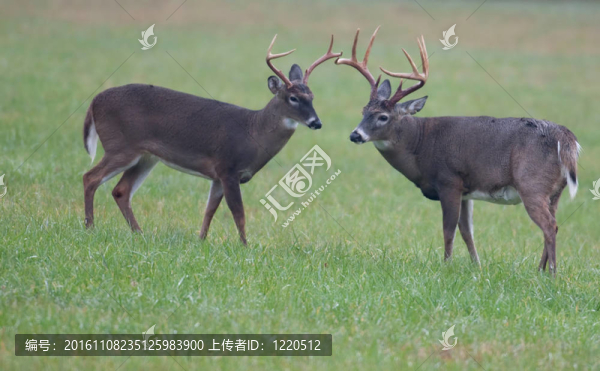 懷特泰爾迪爾鹿雄鹿在空曠的草地上
