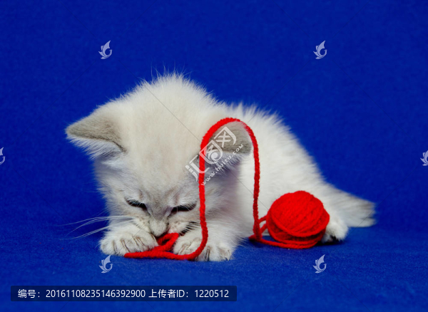 可愛(ài)的小貓和紗