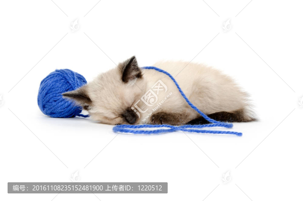 可愛(ài)的藍(lán)色藍(lán)色的小貓