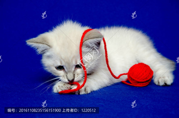可愛的小貓和紗