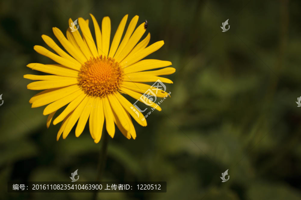 豹的禍根