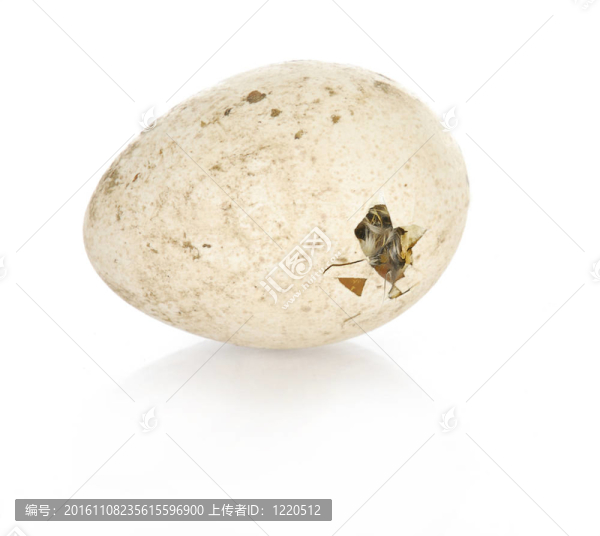 火雞孵化