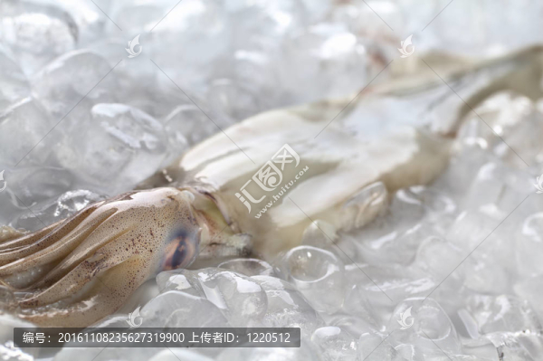 在冰上生的新鮮魷魚（選擇性聚焦；聚焦在觸須開始的頂部）