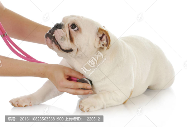 獸醫(yī)護(hù)理